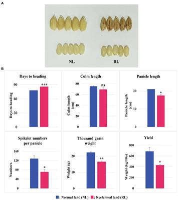 Transcriptional Changes in the Developing Rice Seeds Under Salt Stress Suggest Targets for Manipulating Seed Quality